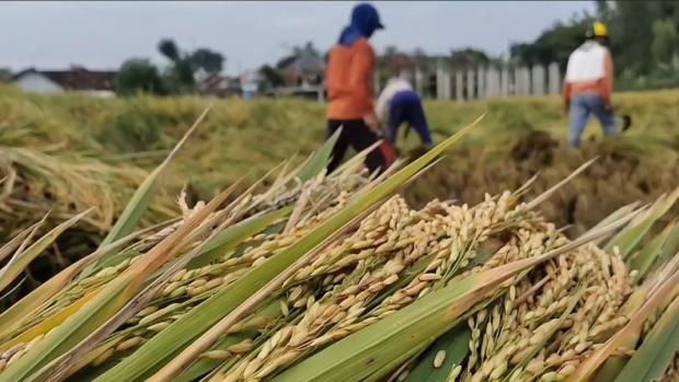 Bagaimana Kearifan Lokal Suku Minahasa Membentuk Pertanian yang Berkelanjutan!