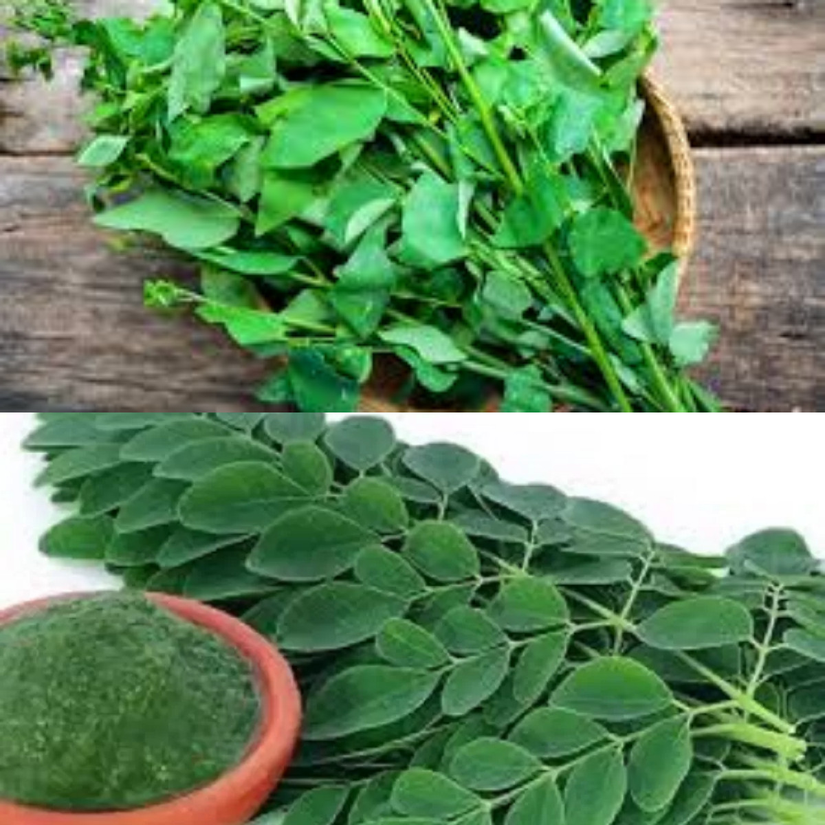 Simak! 6 Keuntungan  Daun Katuk untuk Kesehatan