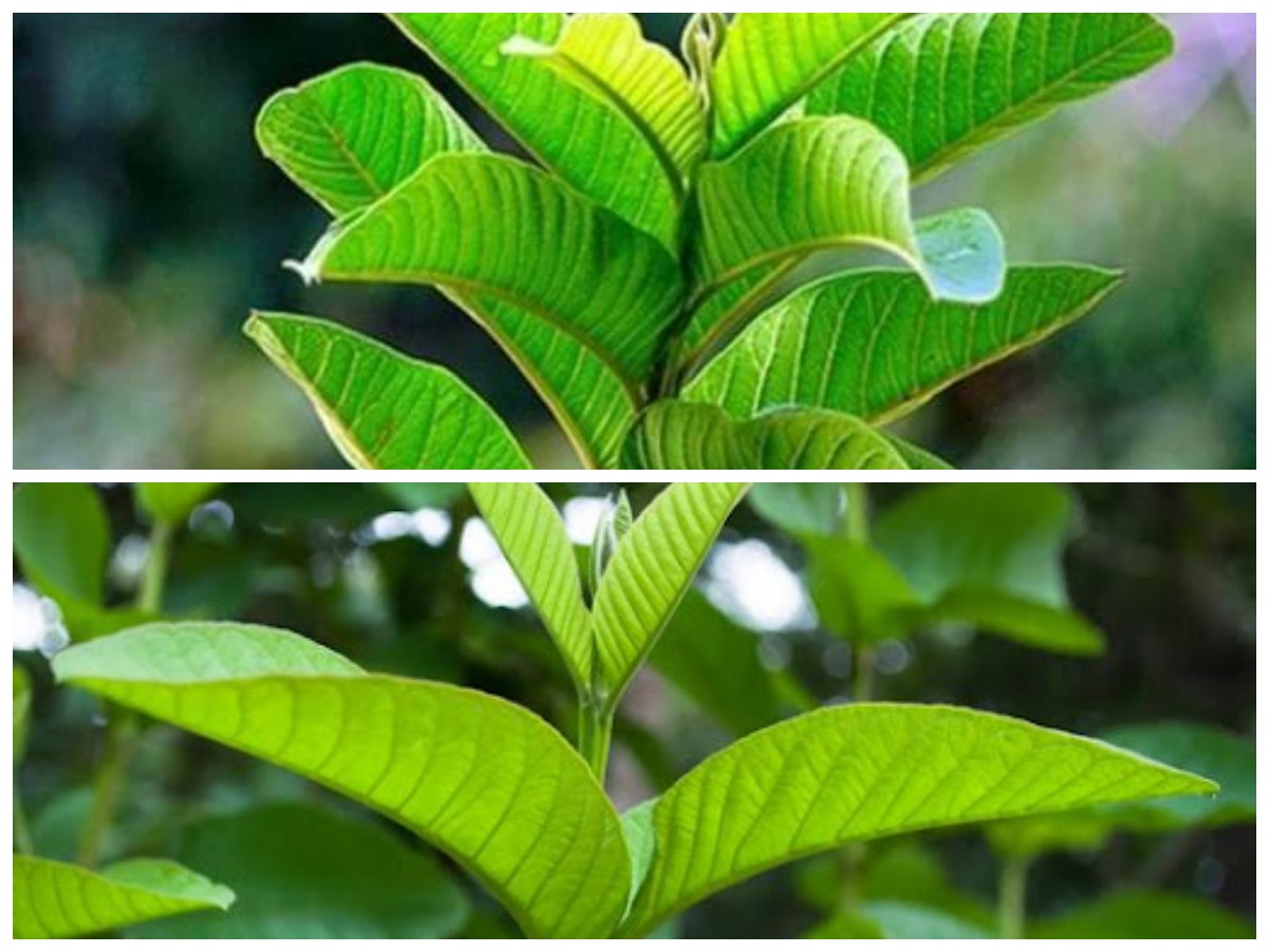 Khasiat Daun Jambu Biji untuk Kesehatan dan Cara Praktis Menggunakannya