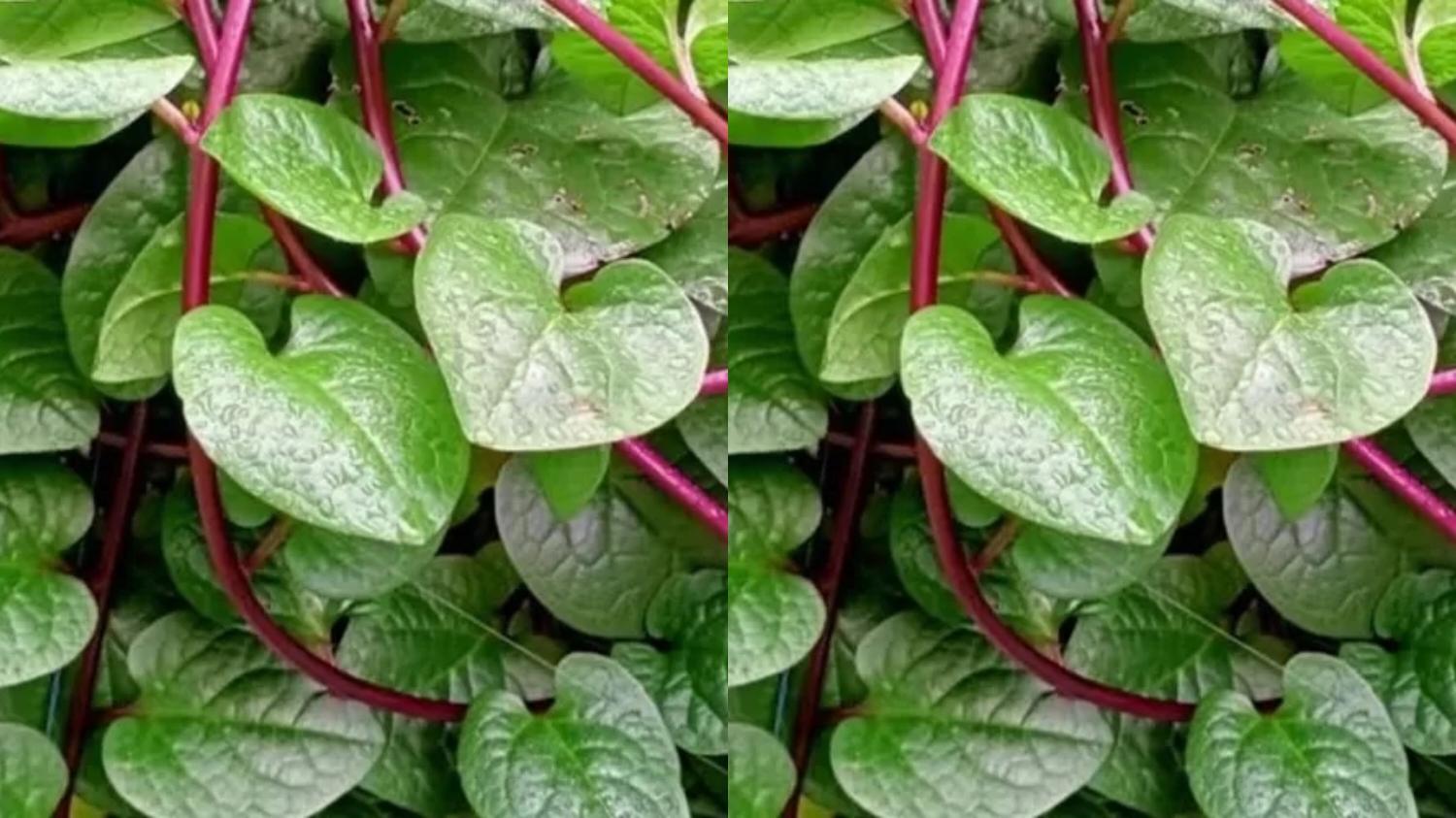 Berbagai Manfaat Daun Binahong Yang Harus Kalian Ketahui! 