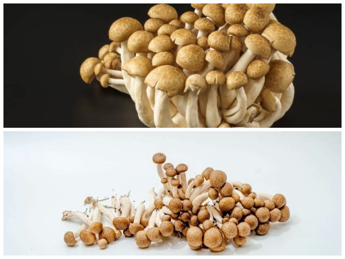 8 Khasiat Jamur Shimeji bagi Tubuh, Bukan Cuma Enak tapi Juga Menyehatkan!