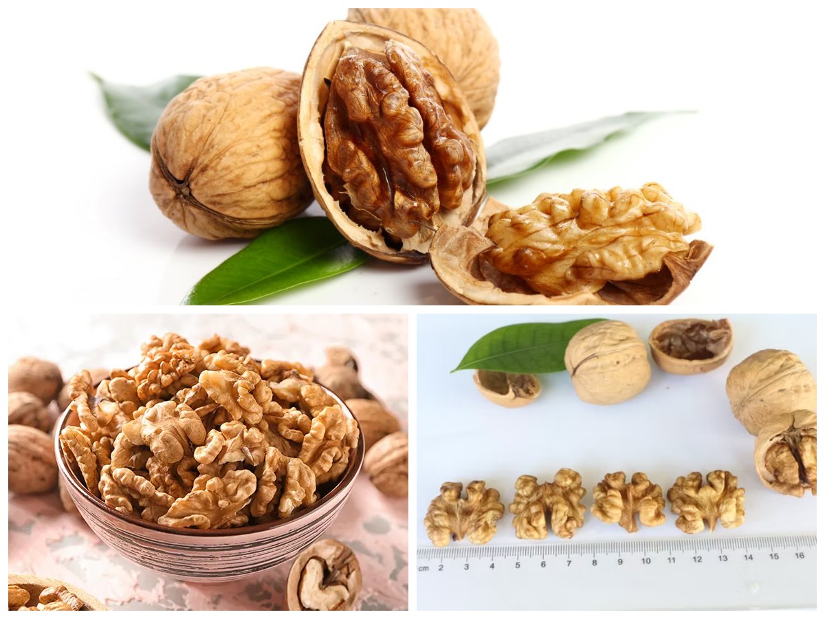 Mengenal Kacang Walnut! Inilah Senjumlah Manfaat dan Khasiatnya?