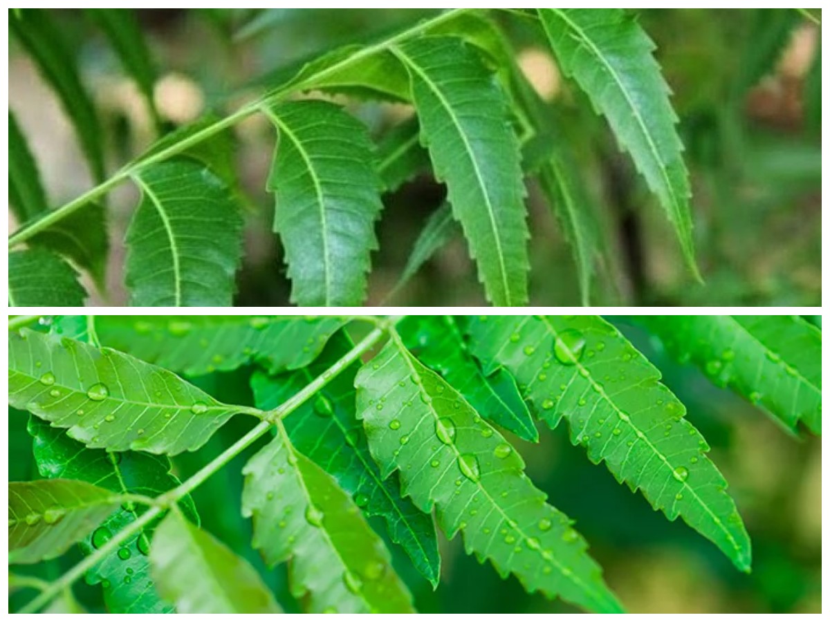 5 Manfaat Hebat Daun Mimba untuk Kesehatan yang Perlu Anda Ketahui