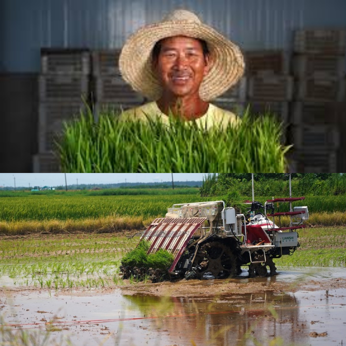 Yuk Ikuti Perjalanan Beras Nusantara dari Sawah sampai Mendunia