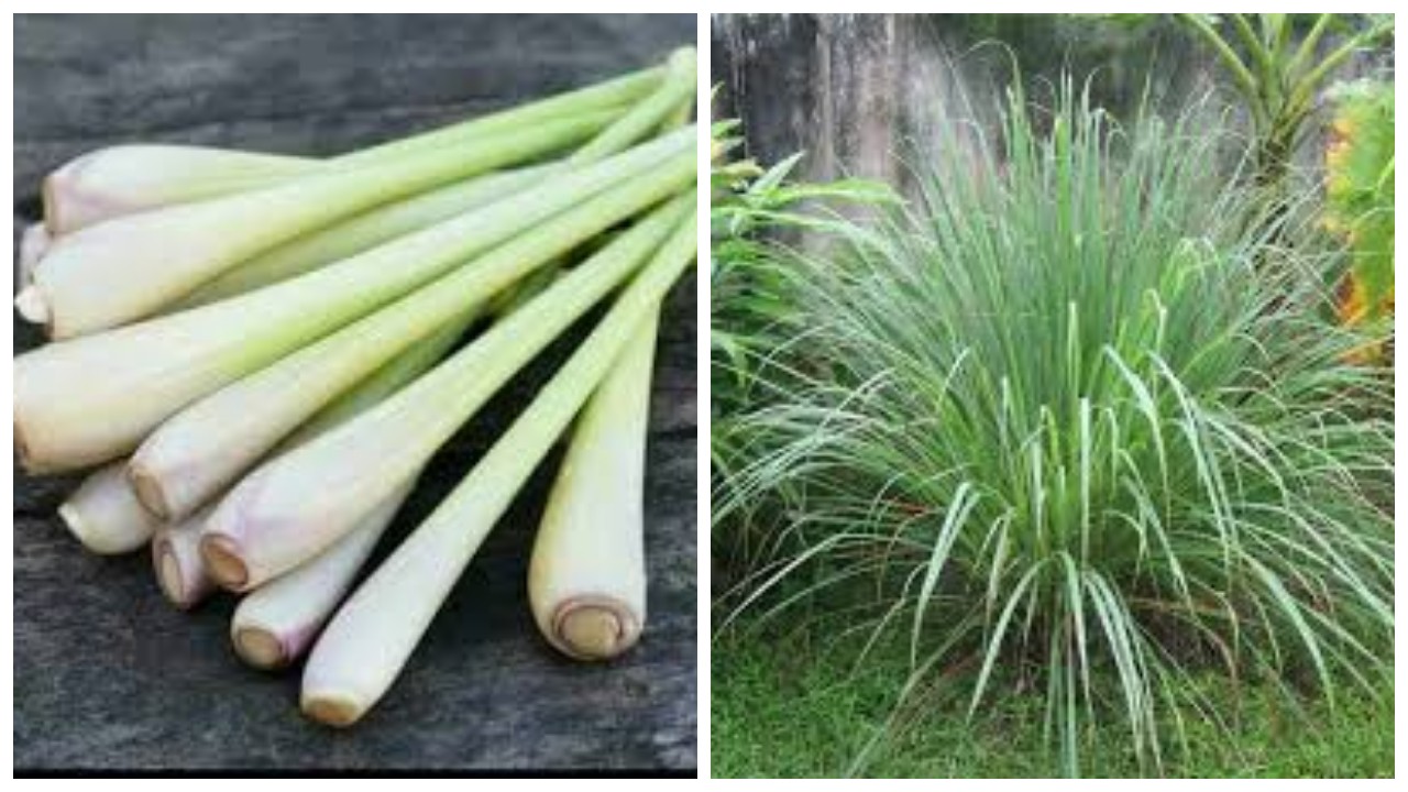 10 Kegunaan Serai untuk Kesehatan Tubuh