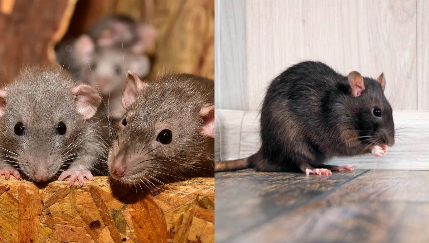 Bebas Tikus dengan Ramuan Alami, Cara Mudah dan Aman untuk Rumah Anda