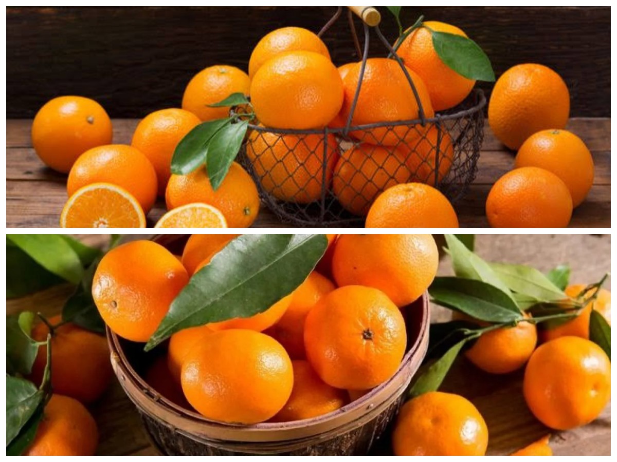 Rahasia Kesehatan dari Jeruk Baby: Nutrisi dan Manfaat yang Wajib Diketahui