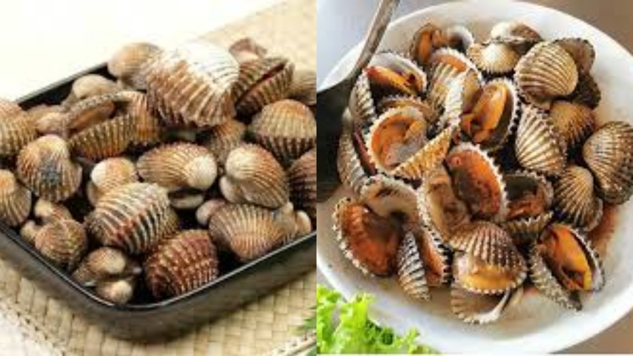 Rahasia Sehat di Balik Sepiring Kerang: Kandungan Gizi dan Manfaatnya