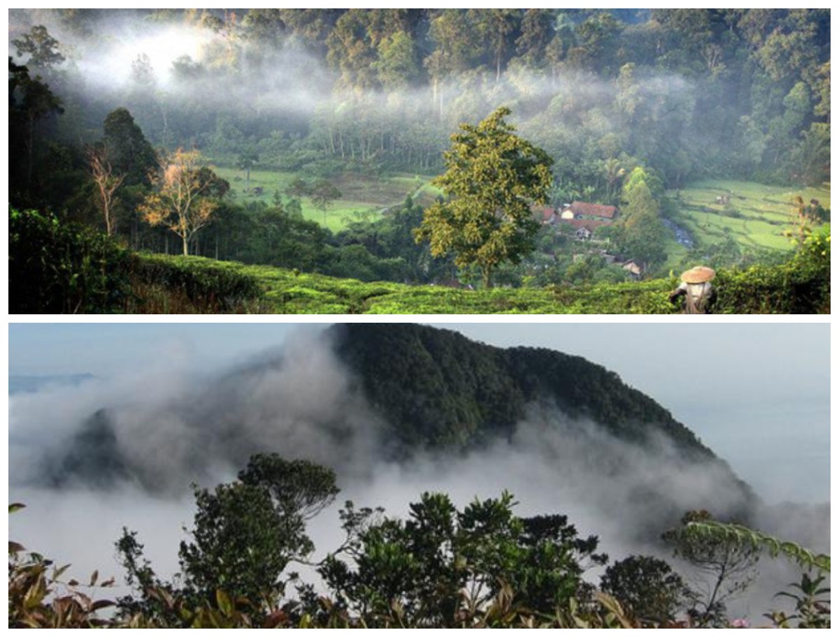 Sejarah Misteri Hutan Halimun-Salak: Antara Alam Liar dan Dunia Gaib di Tanah Sunda!