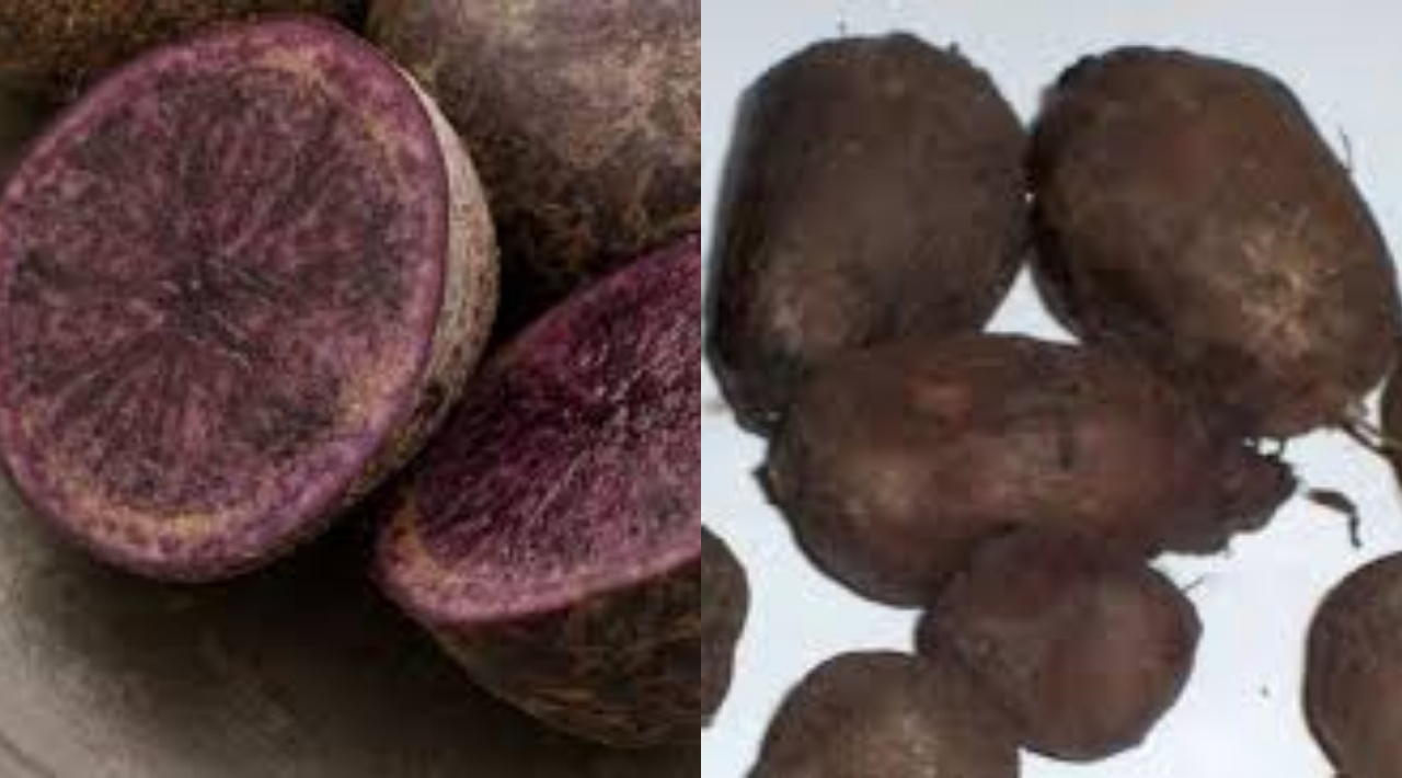  Kentang Hitam, Yuk Ketahui Kandungan dan Manfaatnya Untuk Kesehatan Tubuh!