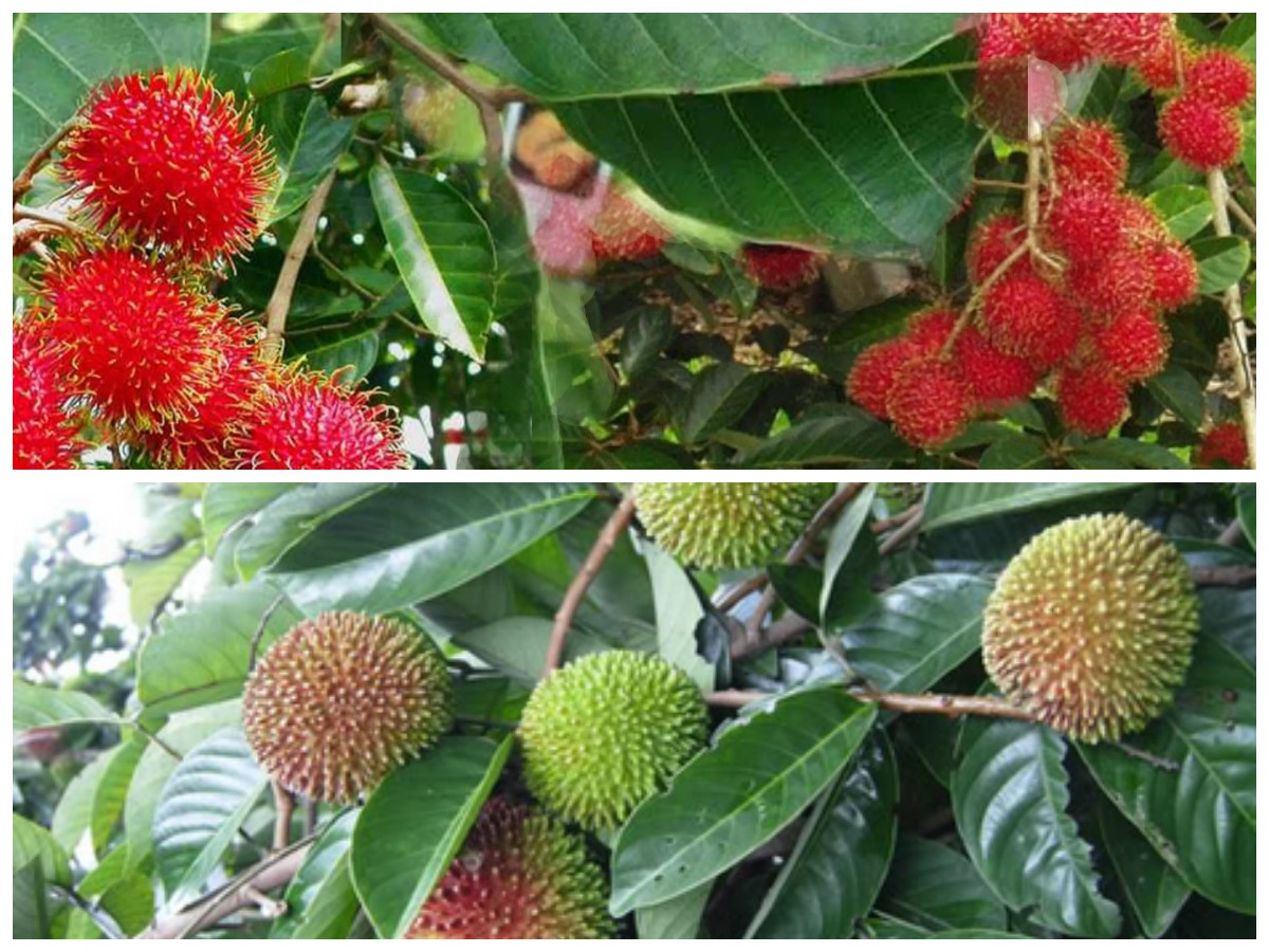 Rahasia Kesehatan dari Daun Rambutan yang Belum Banyak Diketahui
