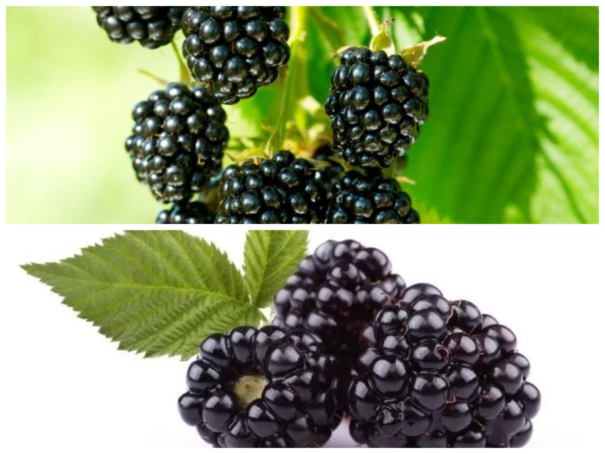 Rahasia Sehat dari Buah Blackberry: Si Kecil Hitam dengan Nutrisi Hebat untuk Tubuh