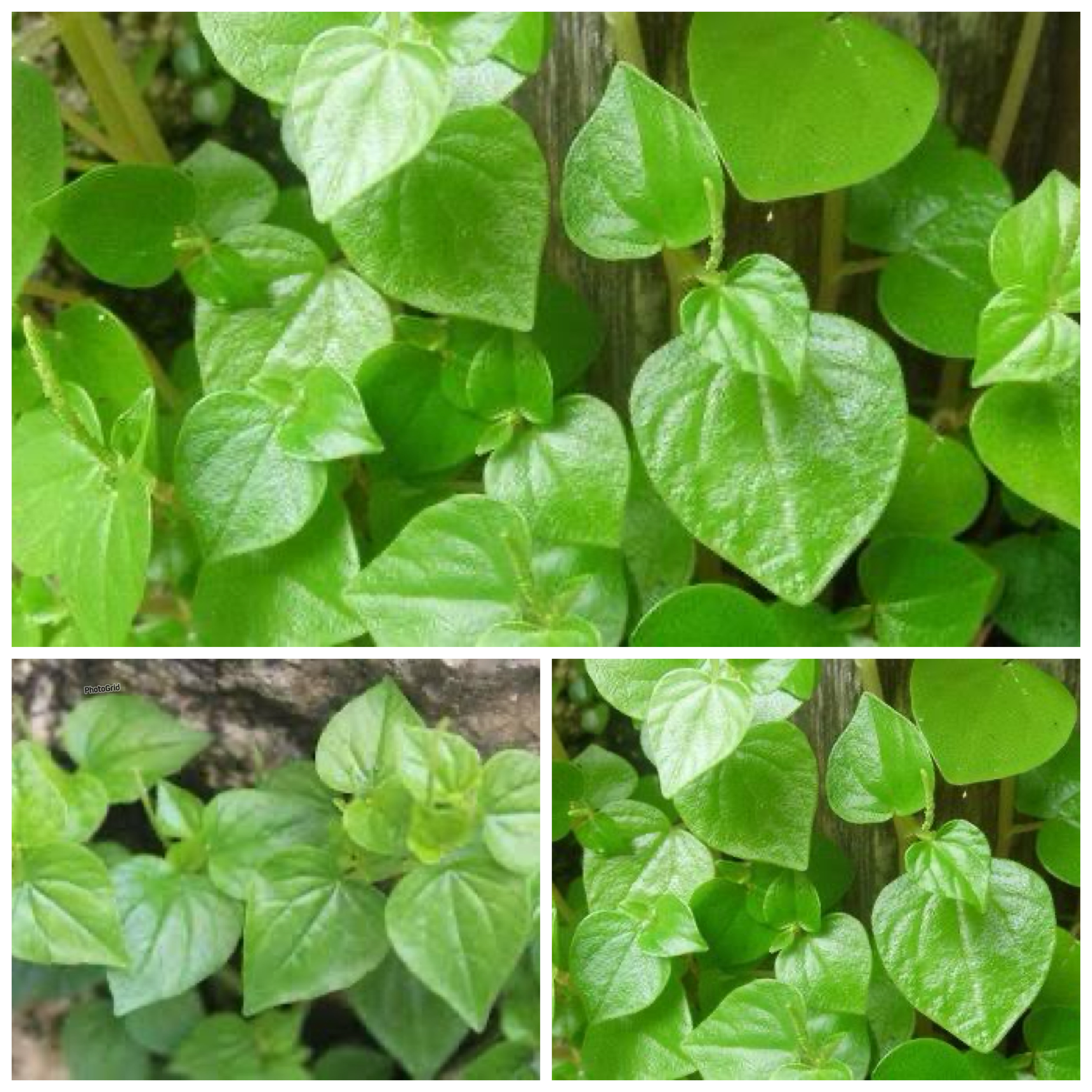 Manfaat Daun Sirih Cina: Herbal Murah Meriah dengan Segudang Khasiat!