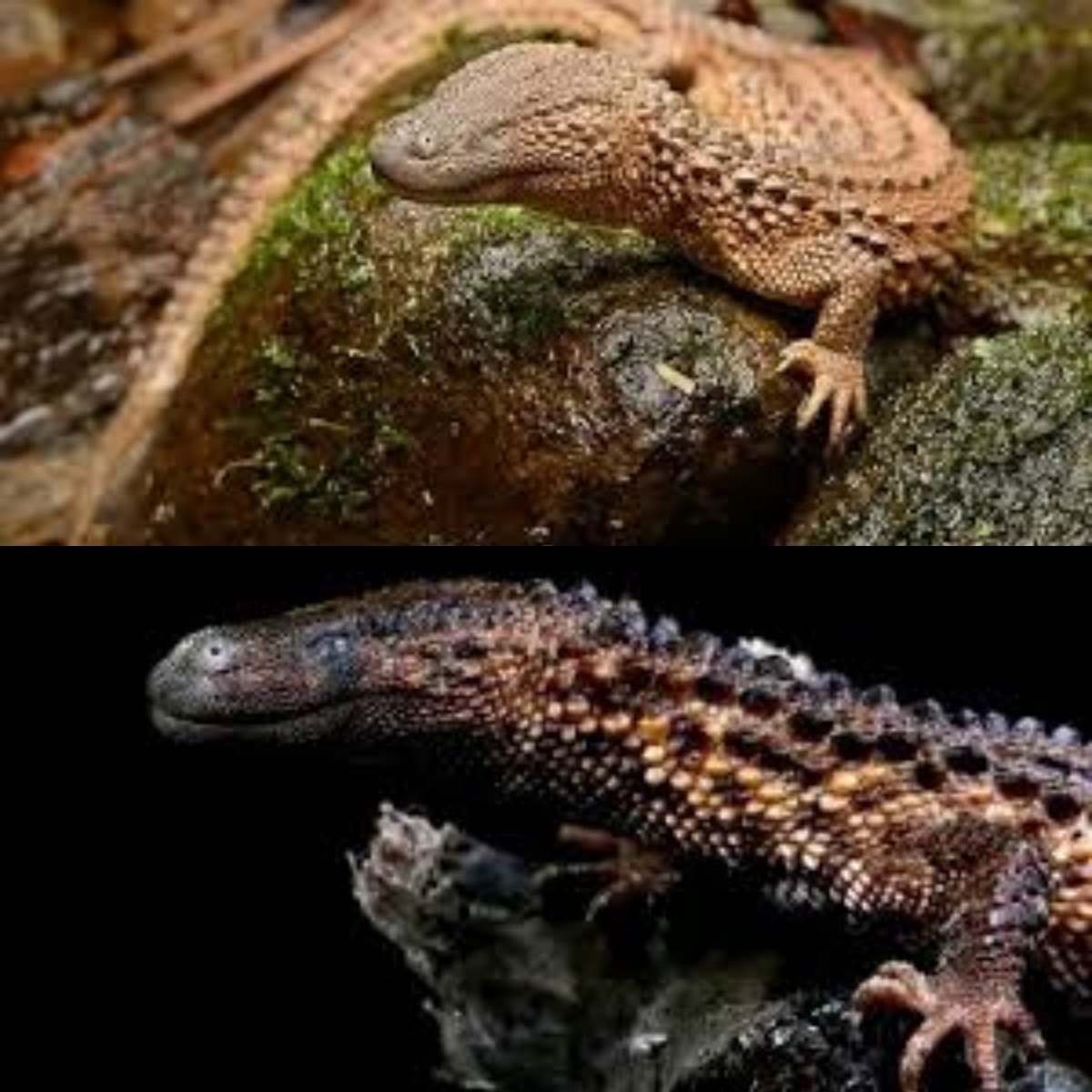 Unik dan Menarik! Menguak Misteri Hewan Mirip Naga Tanpa Telinga yang Langka di Kalimantan