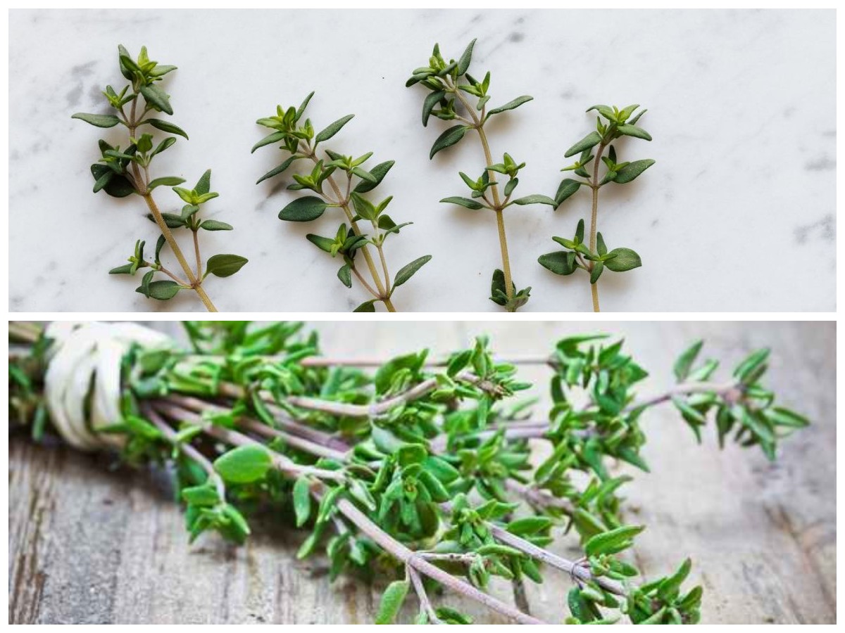 Manfaat Daun Thyme untuk Kesehatan: Khasiat Alami yang Kaya Nutrisi bagi Tubuh!