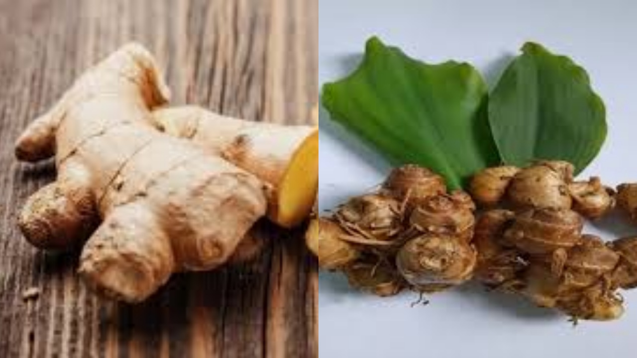 Wajib Tahu Inilah 8 Manfaat Kencur Bagi Kesehatan Tubuh Yang Luar Biasa!