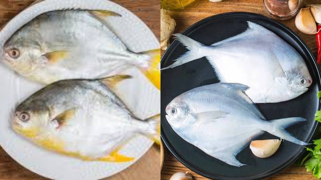 Inilah 7 Manfaat Ikan Bawal Untuk Kesehatan Tubuh Yang Jaranag Diketahui!