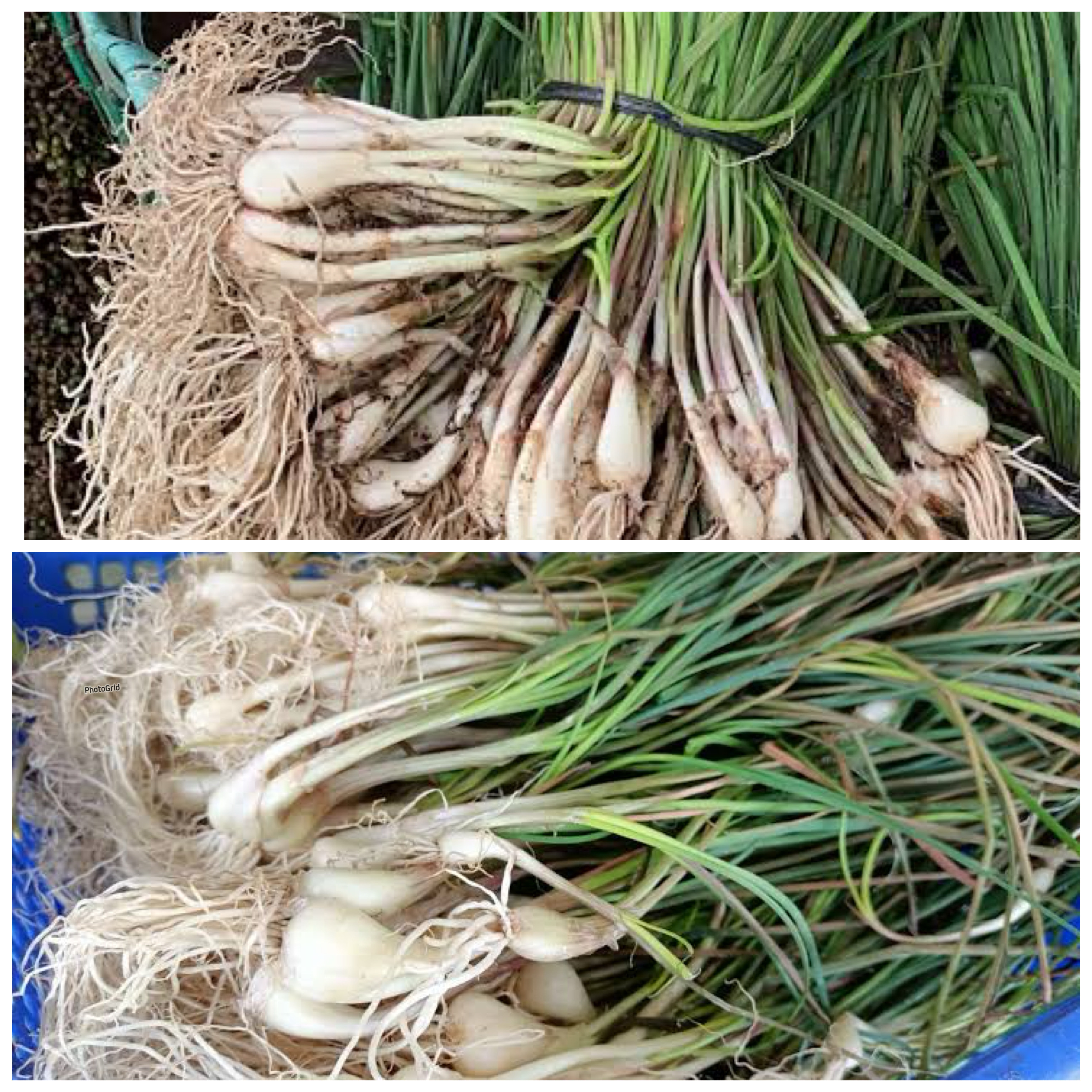 8 Manfaat Bawang Batak bagi Kesehatan Tubuh: Tanaman Herbal Khas Sumatera Utara yang Kaya Khasiat!