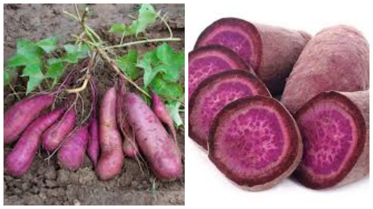 Khasiat Ubi Ungu untuk Kesehatan dan Kecantikan !