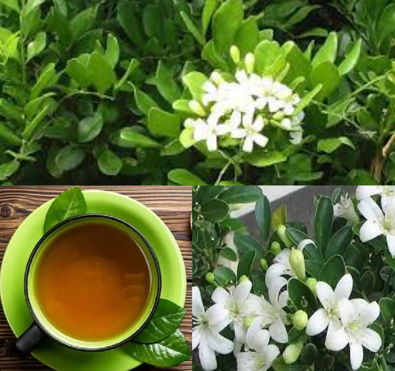 Yuk Intip Manfaat Daun Kemuning untuk Kesehatan Tubuh, Bisa Obati Rematik!