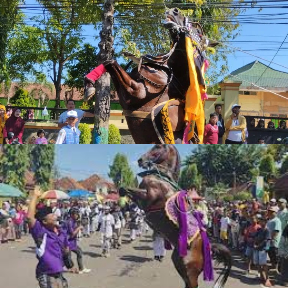 Yuk Rasakan Serunya Menyaksikan Atraksi Kuda Menari di Tengah Lapangan