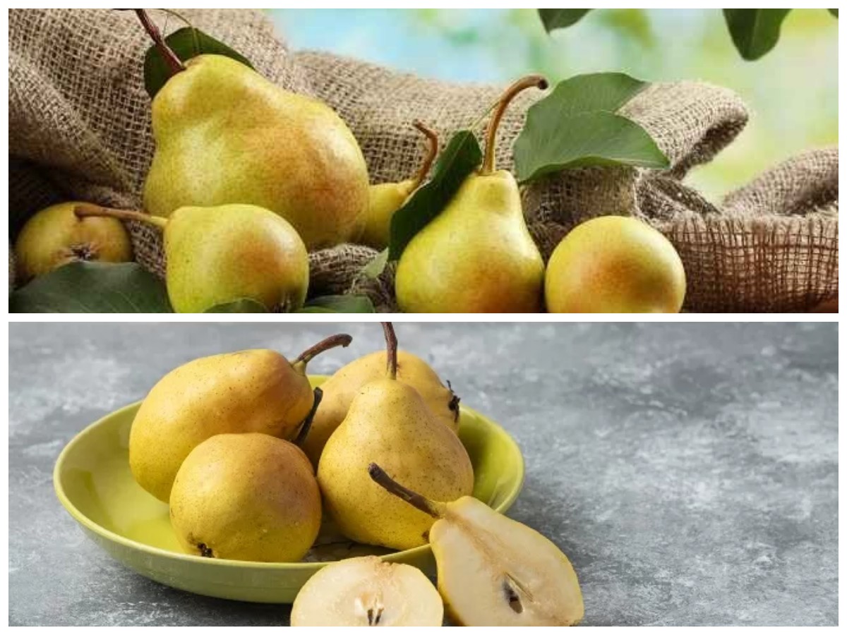 Rahasia Sehat dari Buah Pir: Segudang Khasiat yang Sayang untuk Dilewatkan!