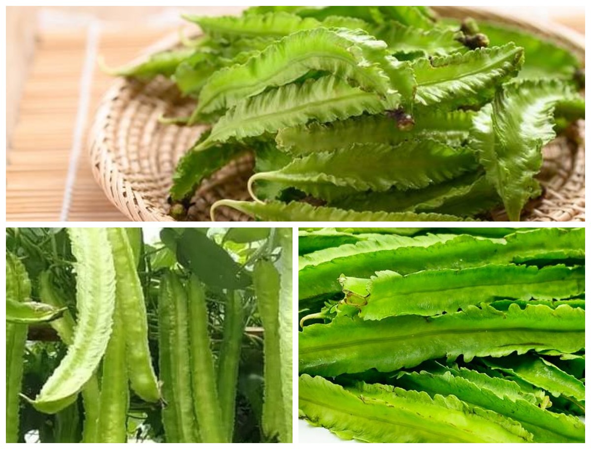 9 Manfaat Kecipir untuk Kesehatan Tubuh: Rahasia Sayuran Lokal yang Kaya Nutrisi!