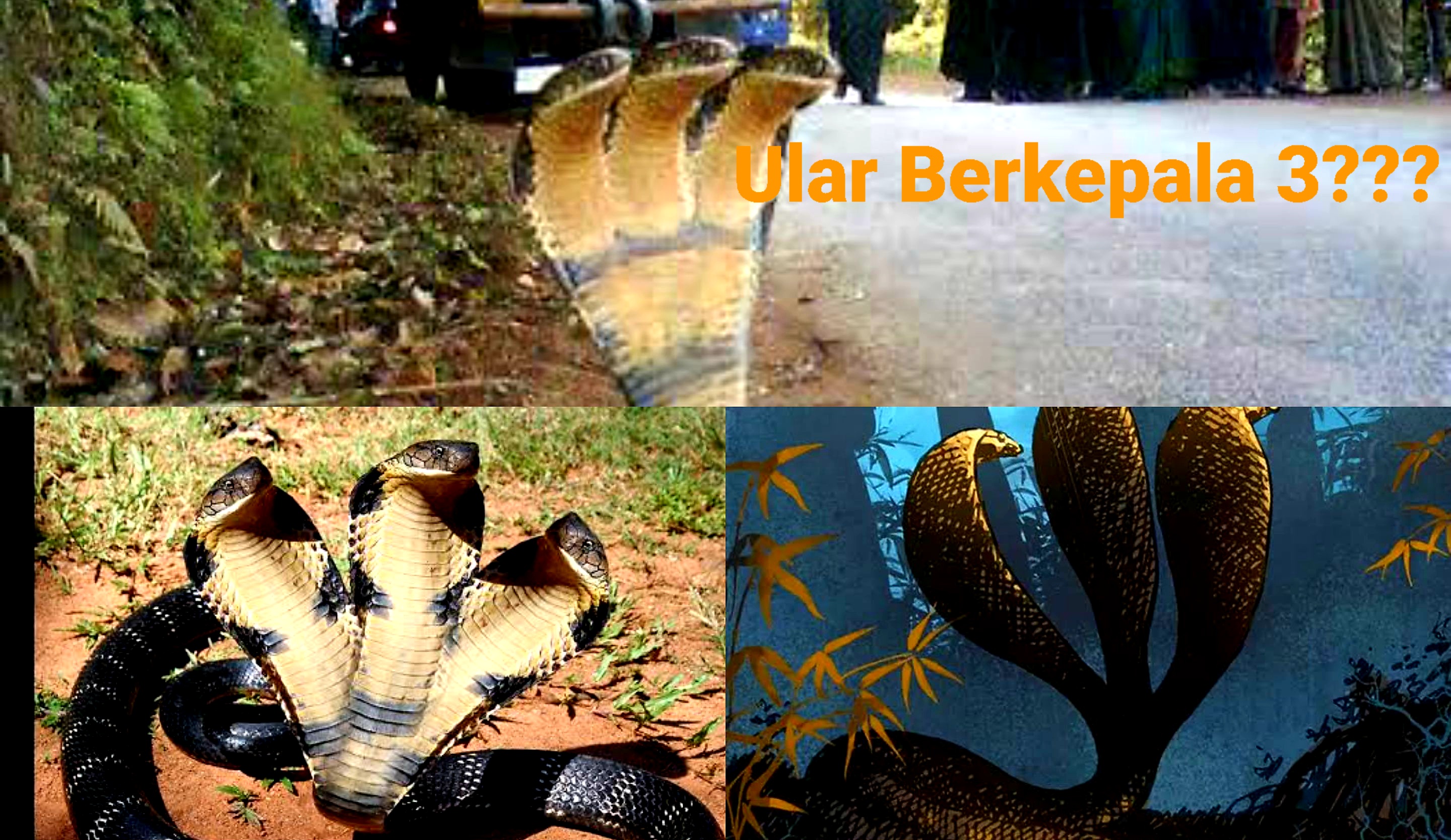 Mengungkap Misteri Alam Ular Berkepala 3. Ini Faktanya!
