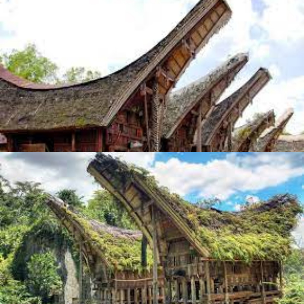 Mengenal Keunikan Rumah Adat Toraja: Tongkonan