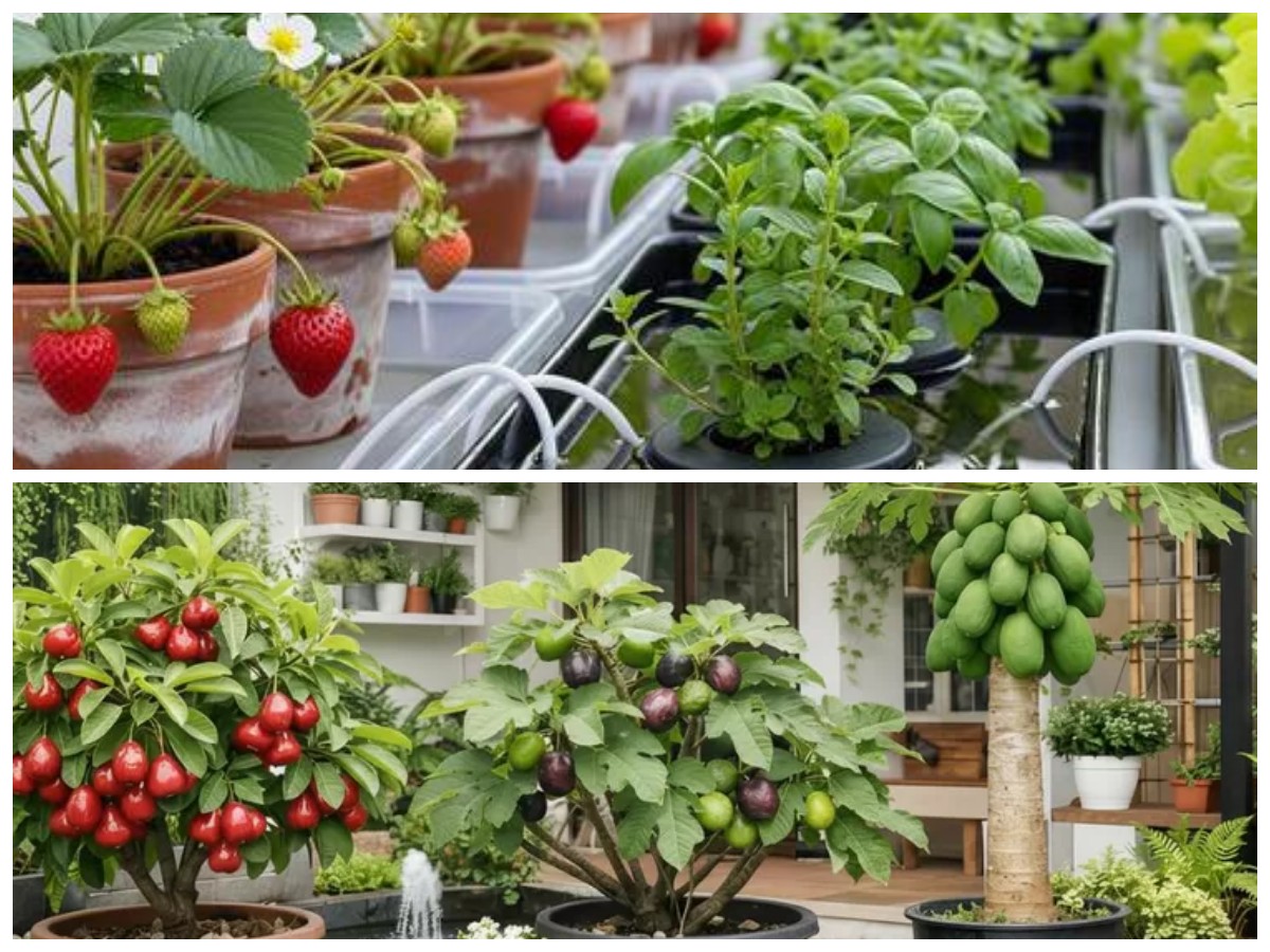 Halaman Terbatas? Ini 10 Buah Tropis yang Tetap Subur dan Berbuah di Dalam Pot