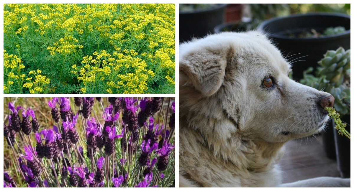Rumah Aman untuk Anjing, Ini Rekomendasi 7 Tanaman yang Mereka Hindari!