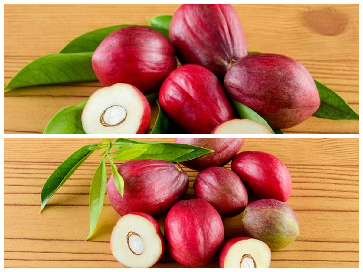 Manfaat Buah Mahkota Dewa bagi Kesehatan Tubuh dan Pengobatan Tradisional!