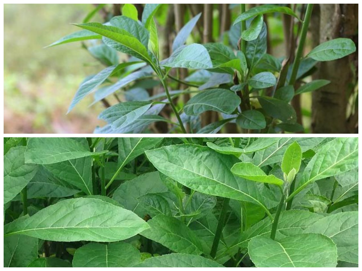 Manfaat Daun Afrika, Solusi Herbal Alami dengan Banyak Kegunaan Medis