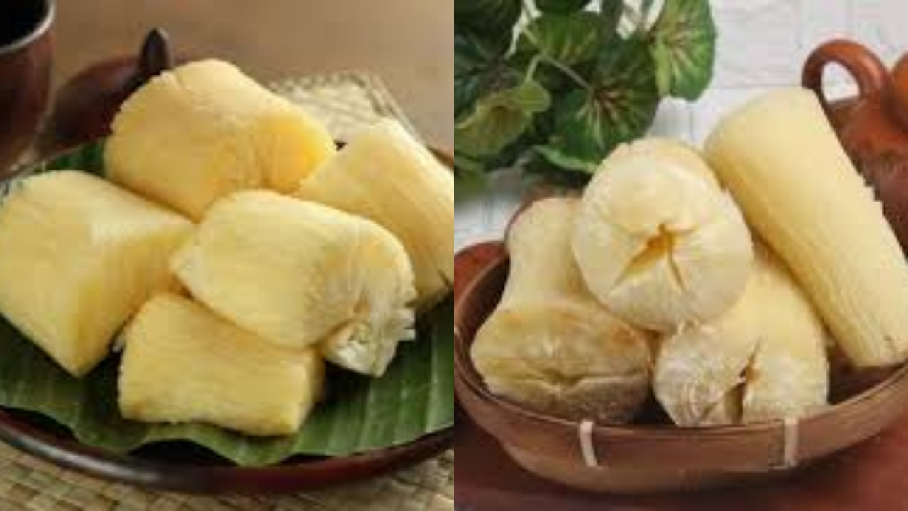 Meningkatkan Sistem Kekebalan Tubuh Inilah Manfaat Singkong Untuk Kesehatan!