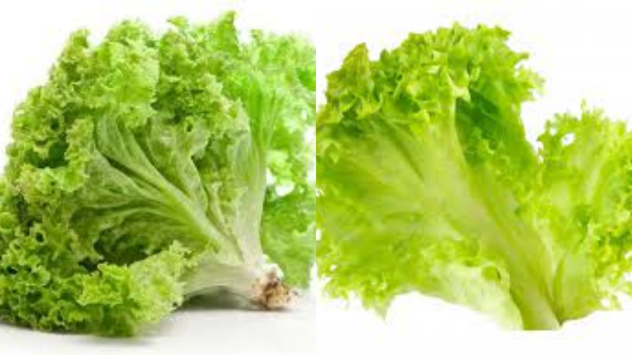 Simak Selengkapnya 9 Manfaat Daun Selada Yang Belum Banyak Diketahui!