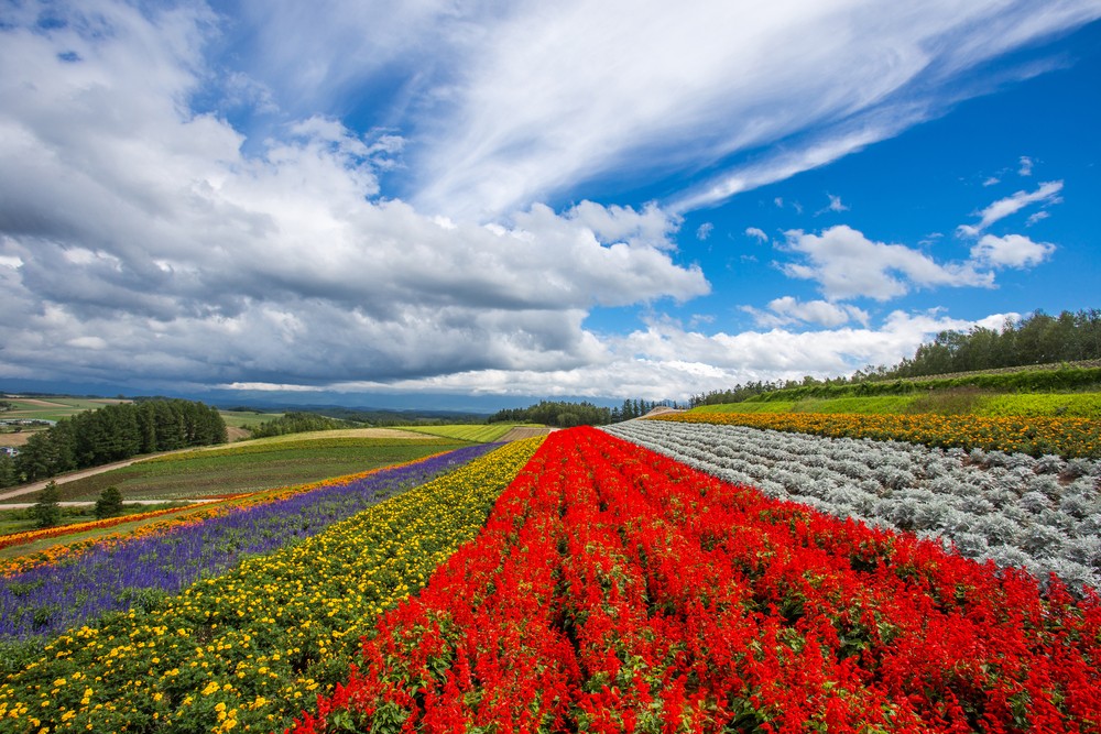 Musim Panas Tiba! Inilah 6 Wisata di Hokkaido Jepang yang Populer Saat Musim Panas