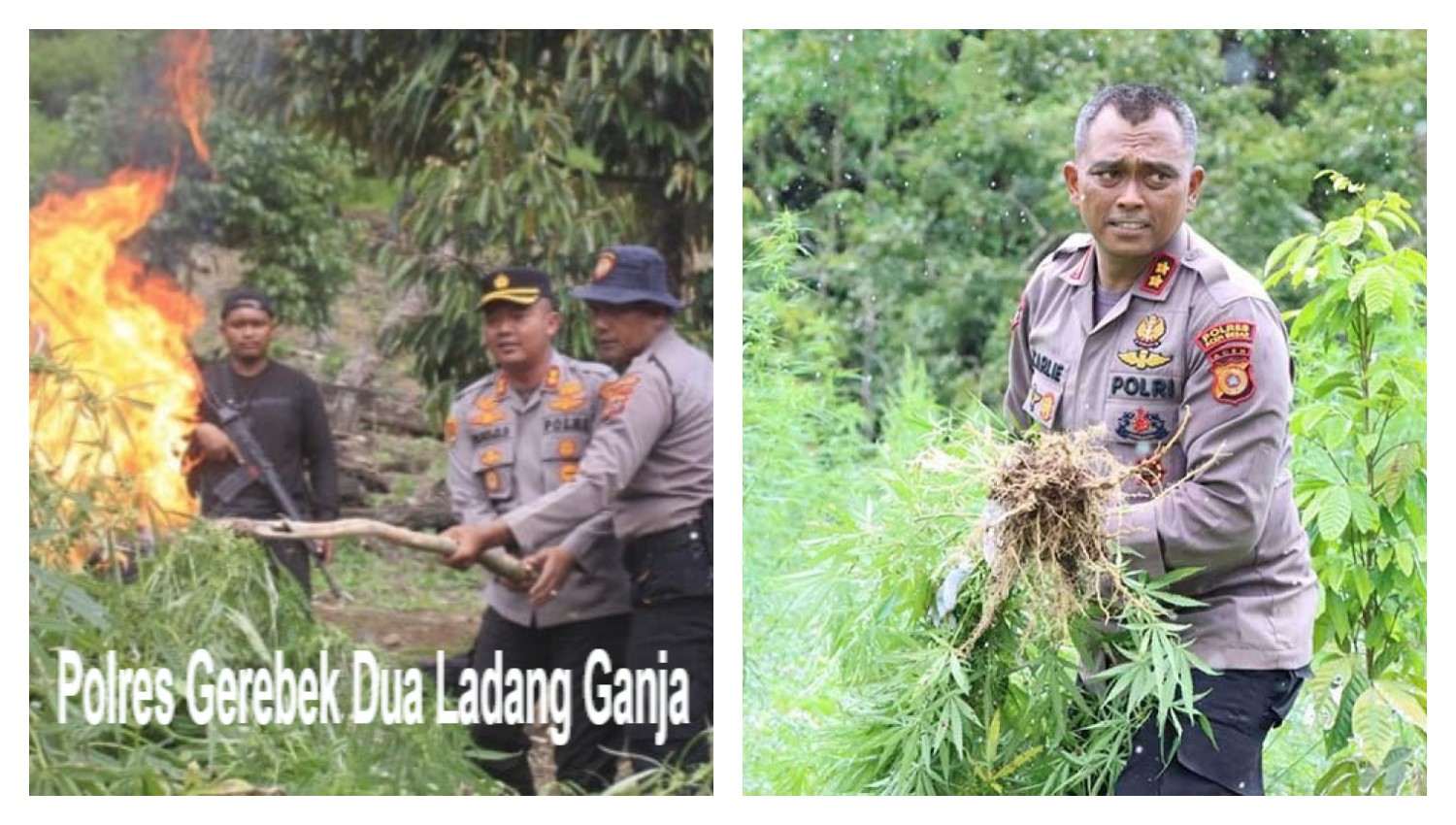 Polres Gerebek Dua Ladang Ganja