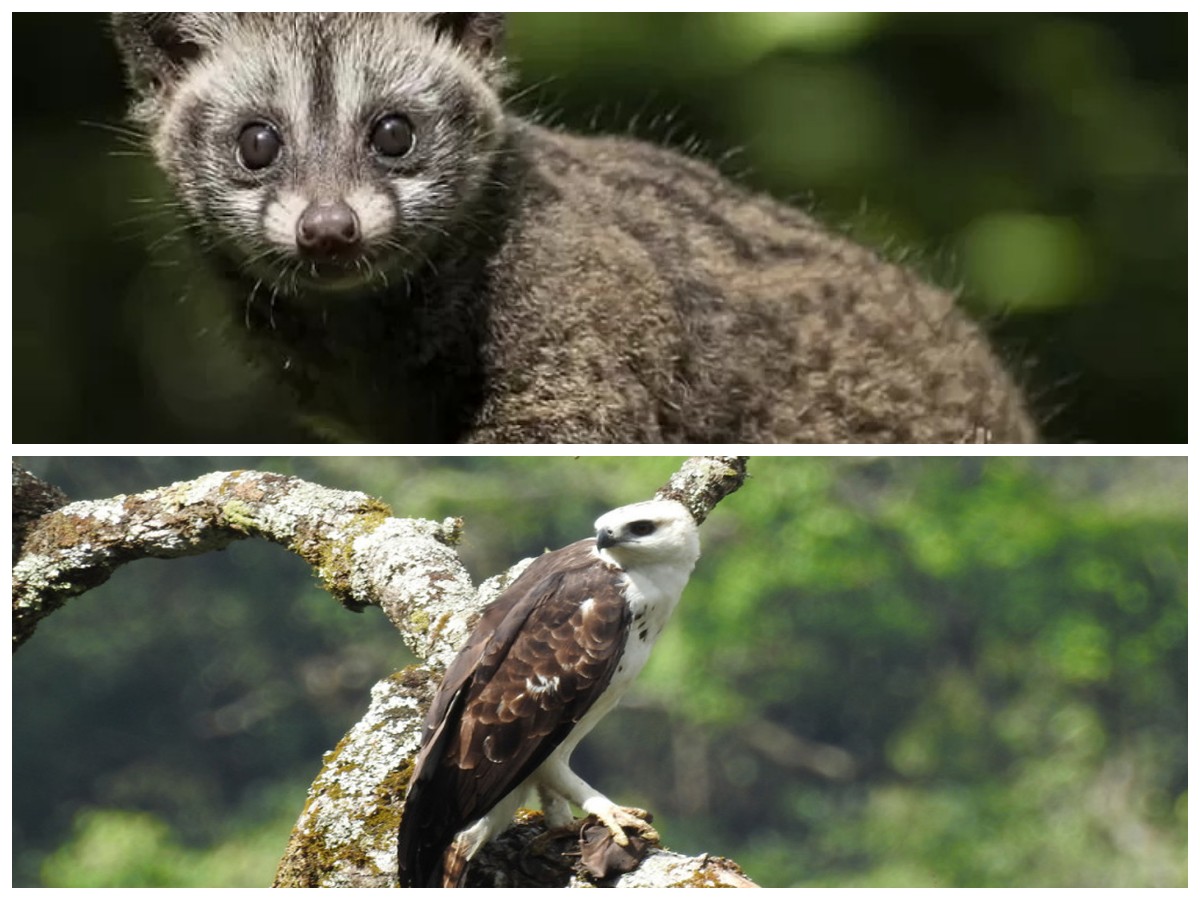Eksplorasi Gunung Rinjani: Deretan Satwa Langka yang Hanya Bisa Ditemui di Sini!