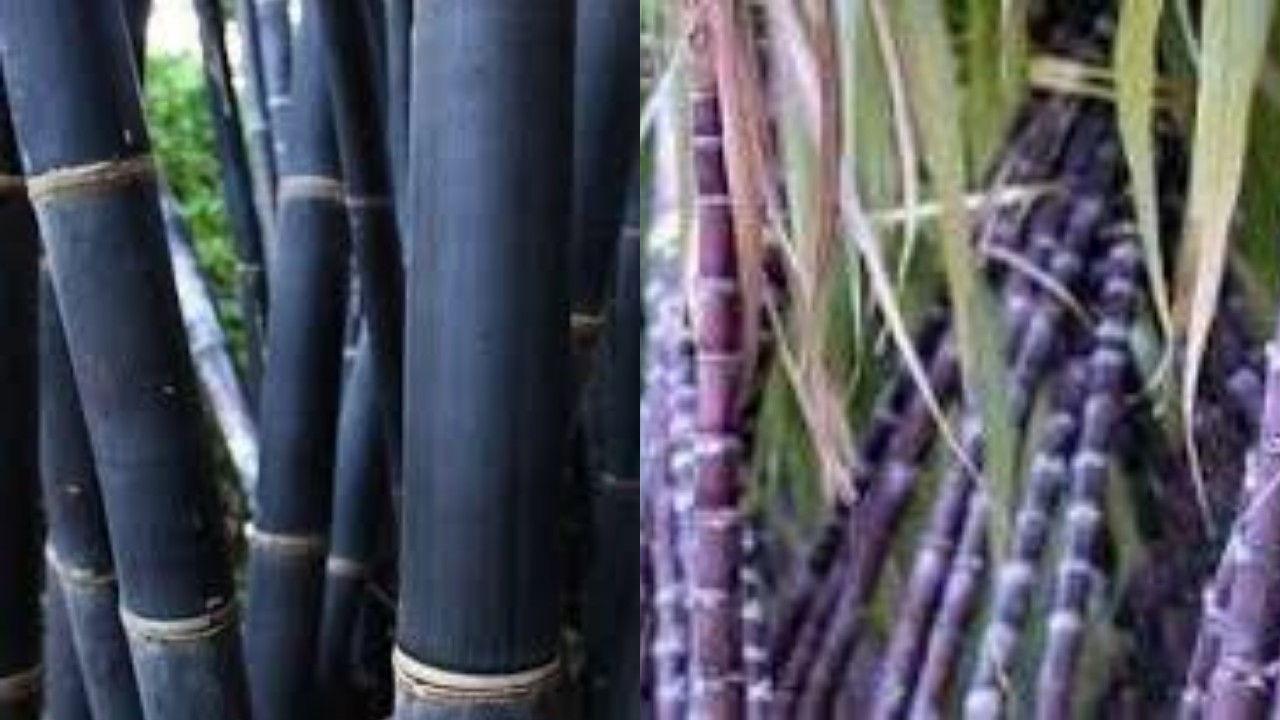 Penting! Tebu Hitam, Ketahui Manfaatnya untuk Kesehatan