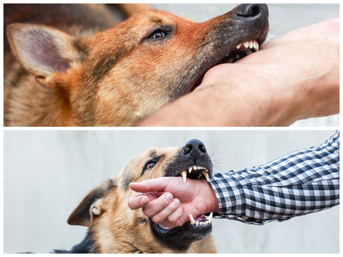 Waspadai! Ini 5 Gejala Rabies yang Muncul Setelah Digigit Anjing