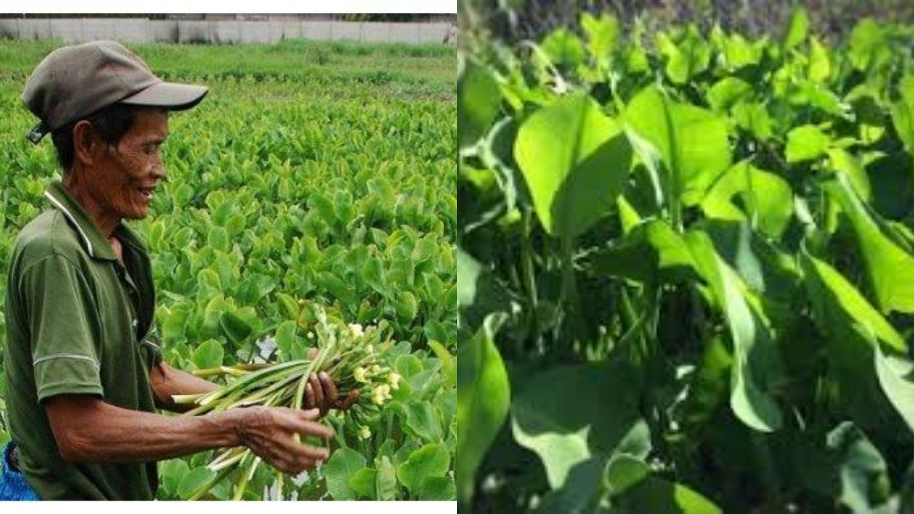 Inilah Manfaat Genjer, Tumbuhan Liar yang Baik untuk Kesehatan!