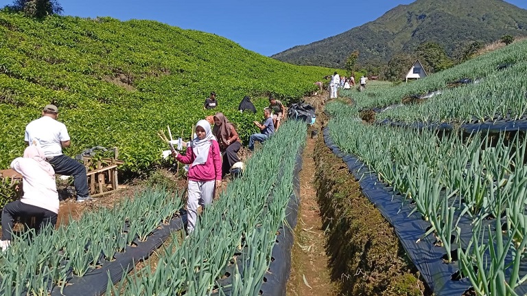 Peringati HLHS 2025, DLH Gelar Aksi Pembersihan dan Tanam Bibit Pinus