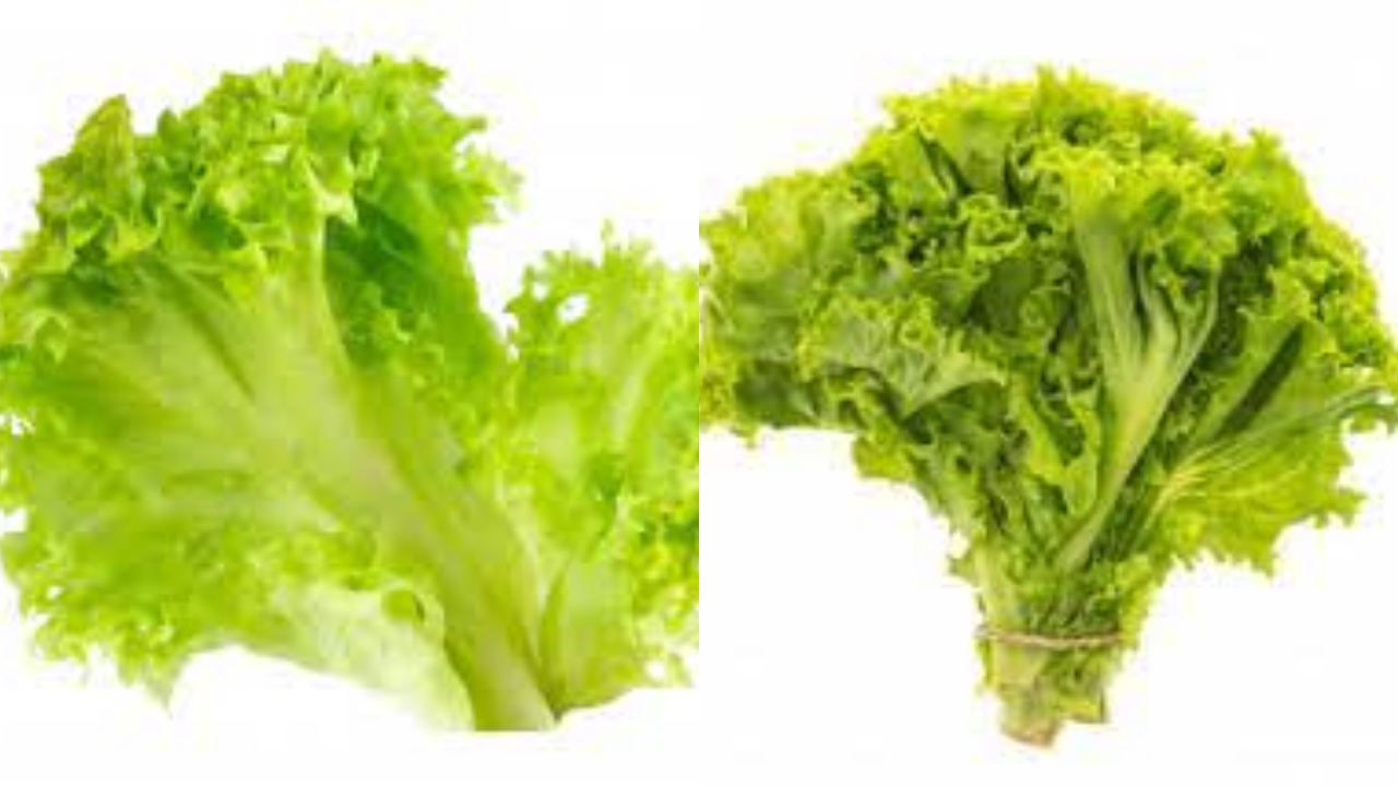 Wajib Tahu Inilah 9 Manfaat Selada Untuk Kesehatan Tubuh Yang Luar Biasa!