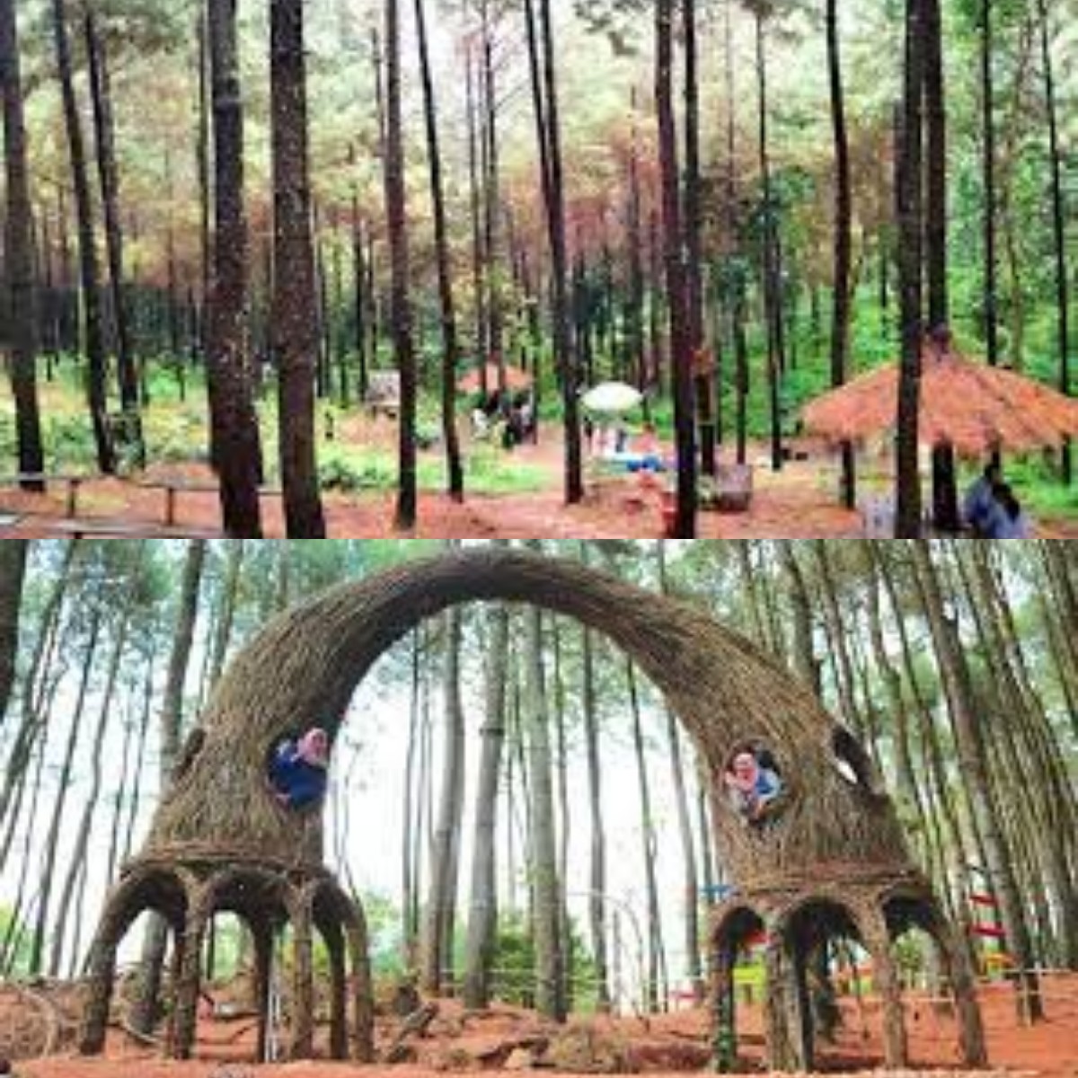 Mari Mengeksplore Wisata yang Instagrambale di Wana Wisata Bukit Pinus Wonosalam Jawa Timur 