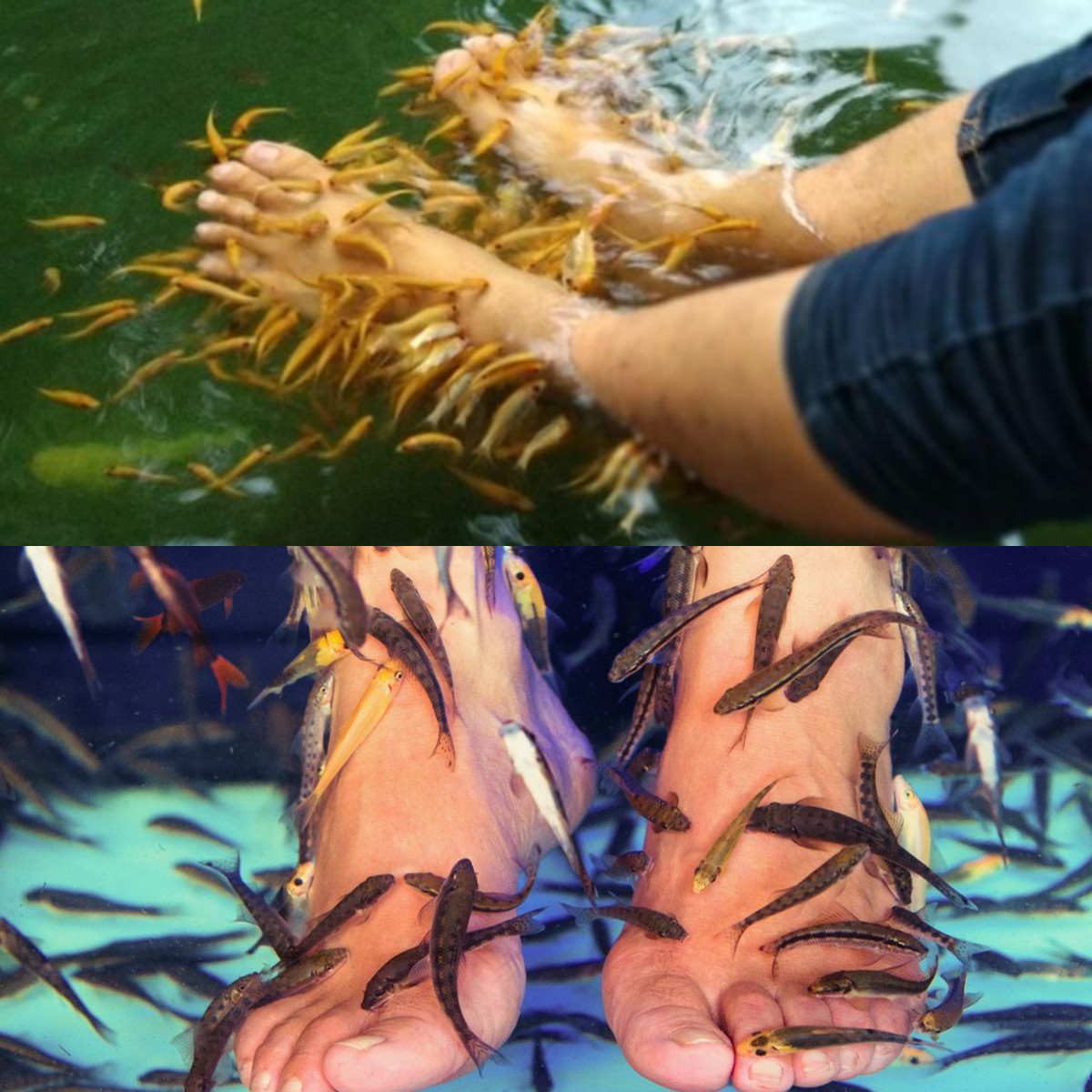  Menggali Keuntungan Terapi Ikan untuk Kesehatan!