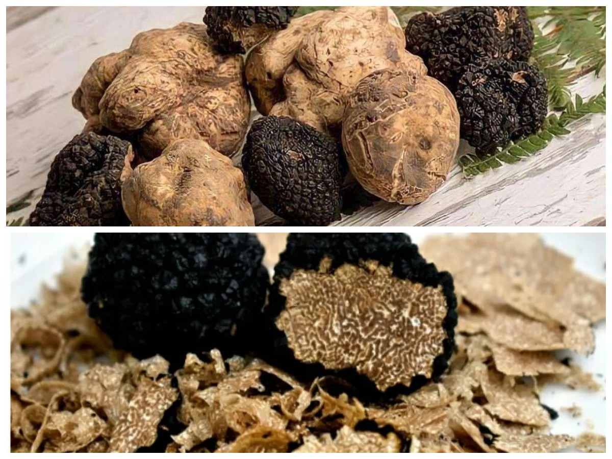Truffle: Jamur Mewah dengan Khasiat Luar Biasa yang Pernah Dianjurkan Rasulullah