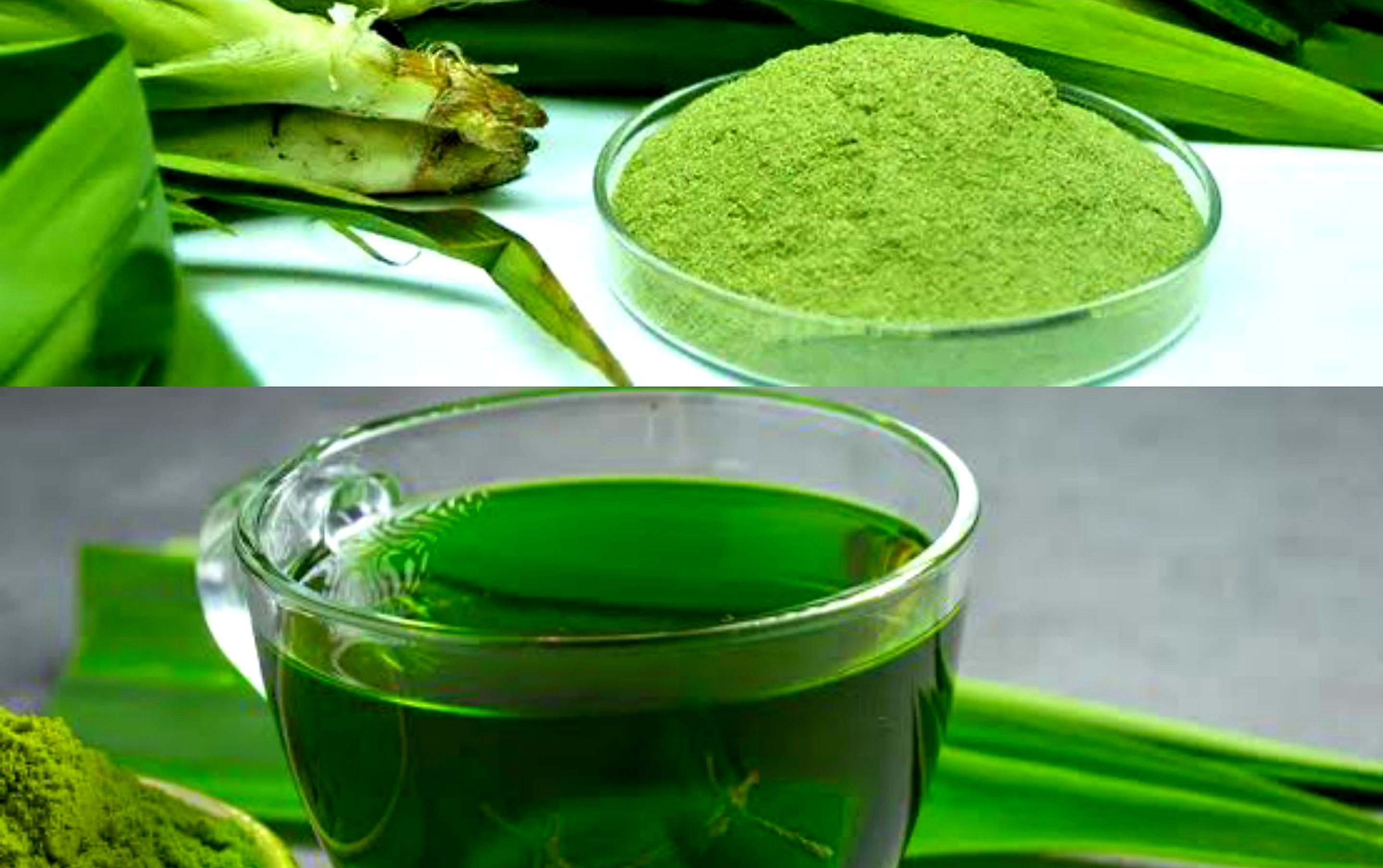 Wangi dan Sehat. Ternya Ini Khasiat Daun Pandan Bagi Tubuh