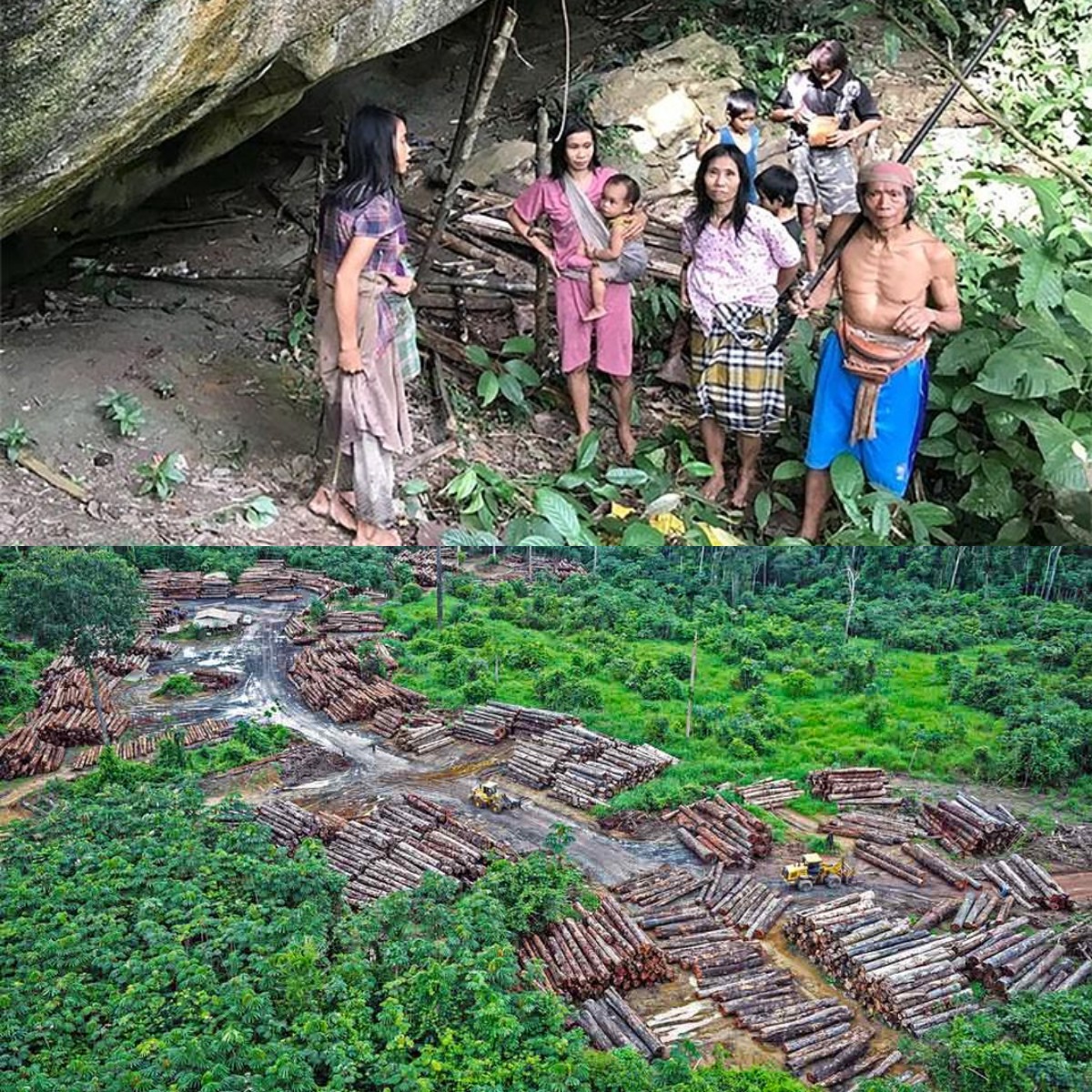 Kenapa Suku Piripkura Terancam Punah? Penebangan Hutan Mengancam Kehidupan Mereka!