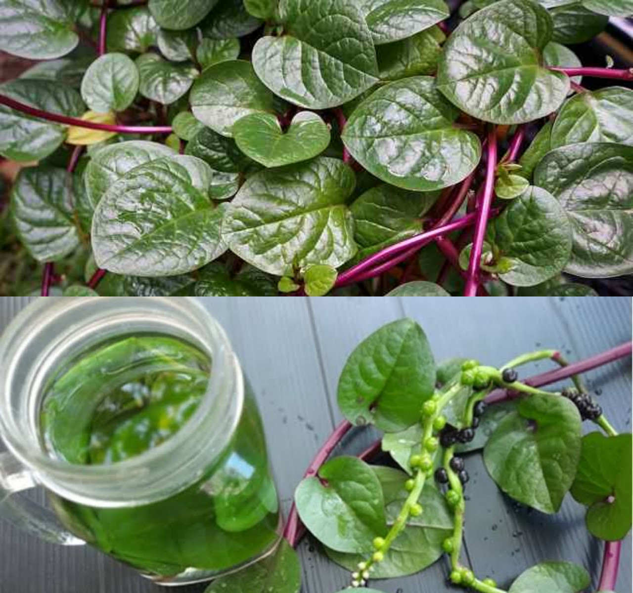 7 Keuntungan Daun Binahong untuk Kesehatan Yang Wajib Anda Ketahui!