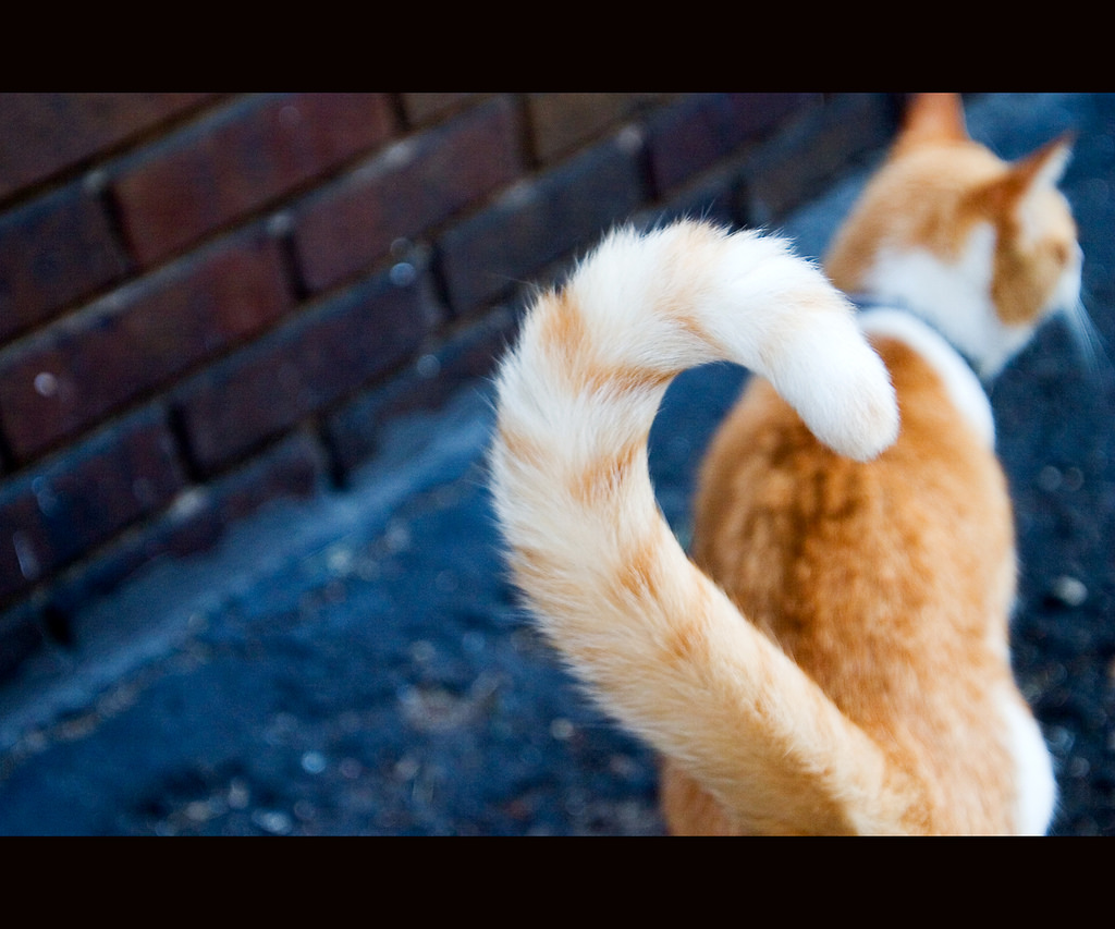 Pecinta Kucing Wajib Tau! Yuk Pahami 8 Arti Dari Gerakan Ekor Kucing Ini